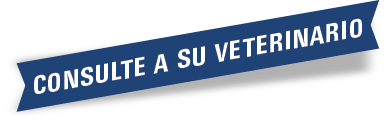 consulte-a-su-veterinario
